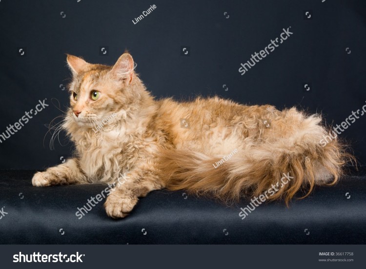 Британская длинношёрстная кошка