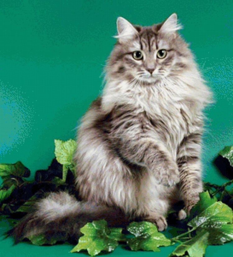 Сибирская длинношерстная