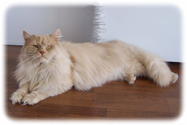 Европейская длинношерстная кошка
