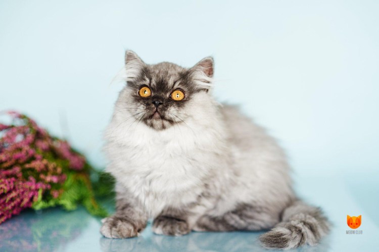 Самая длинношерстная кошка в мире