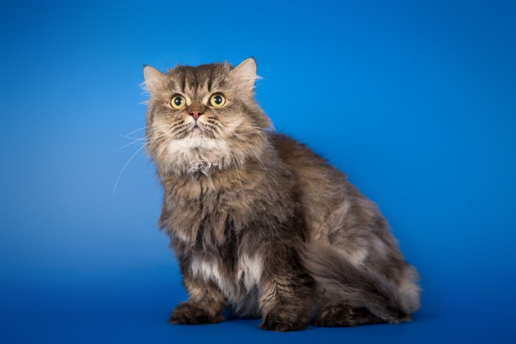 Персидская длинношерстная кошка