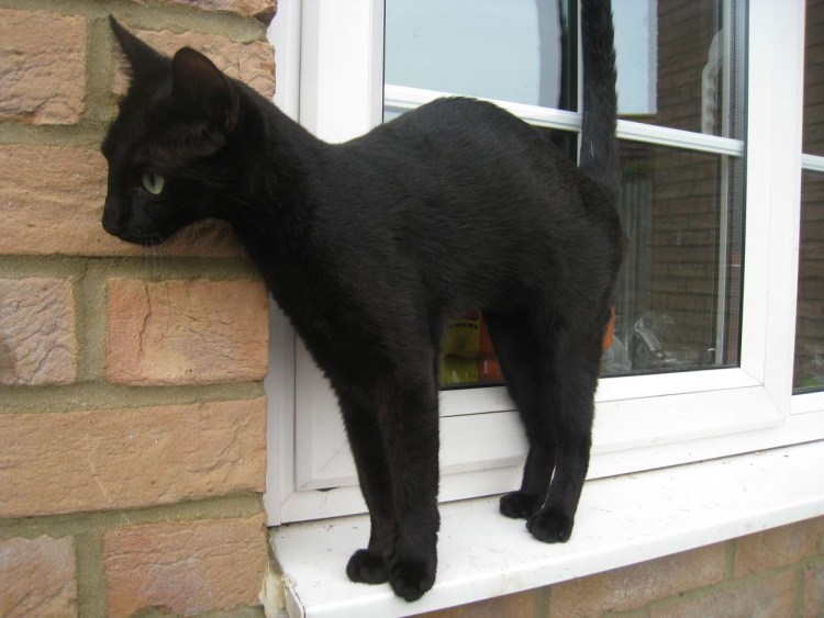 Сибирская черная короткошерстная кошка