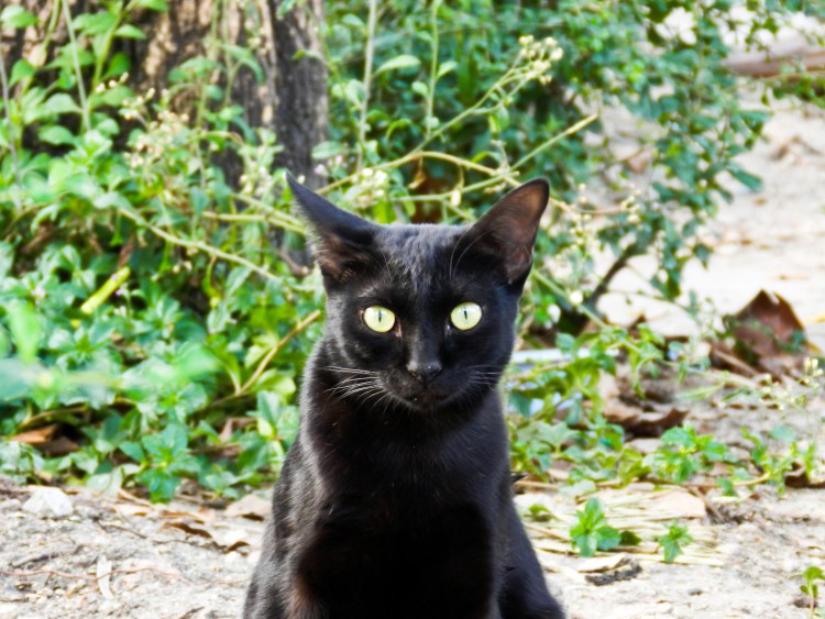 Бомбейская кошка длинношерстная