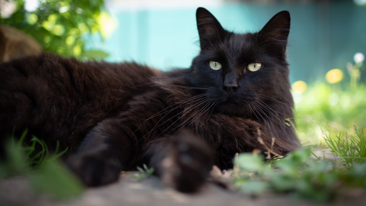 Чёрный кот стоящий