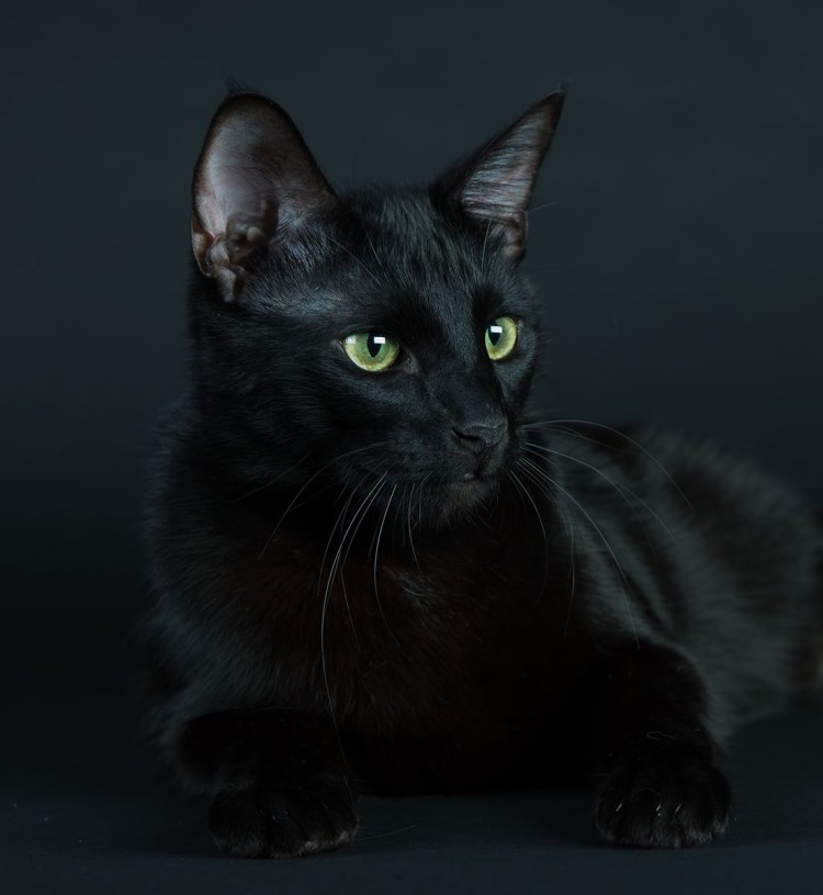 Европейская короткошерстная кошка чёрно белая