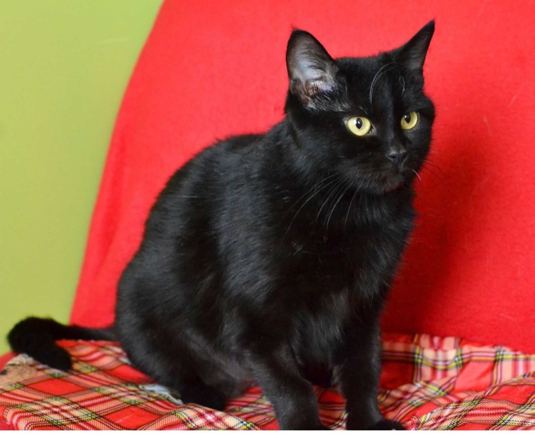 Черный кот Вася