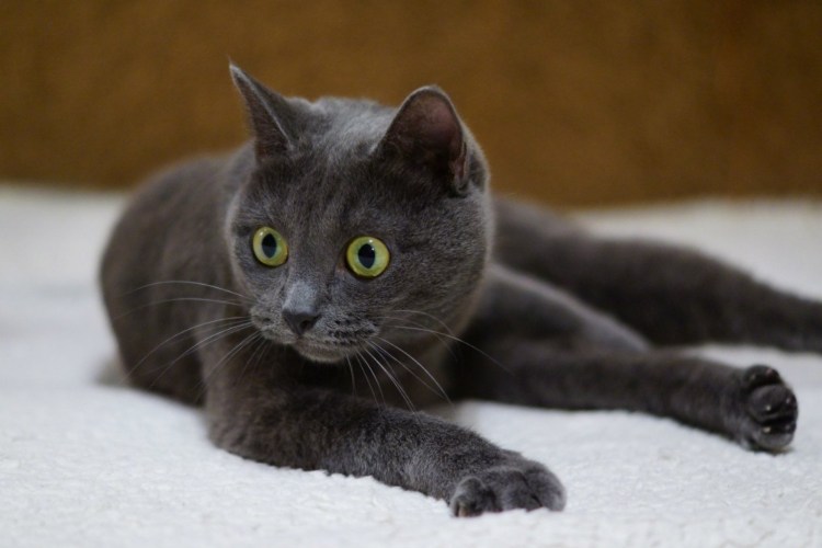 Красивый черный кот