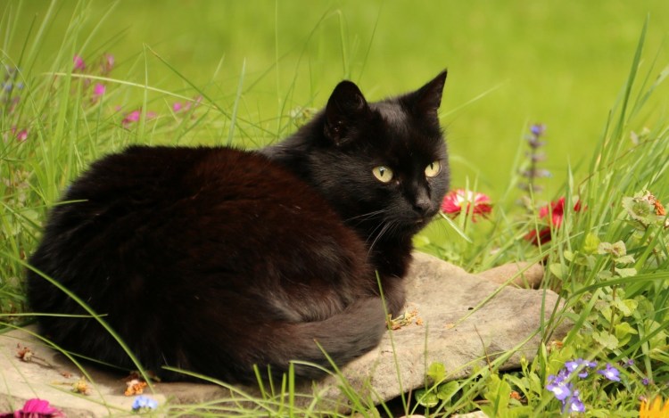 Порода кошек Бомбейская кошка