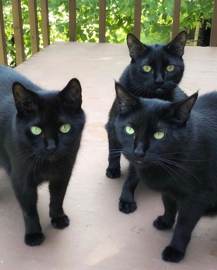 Чёрный кот с зелёными глазами