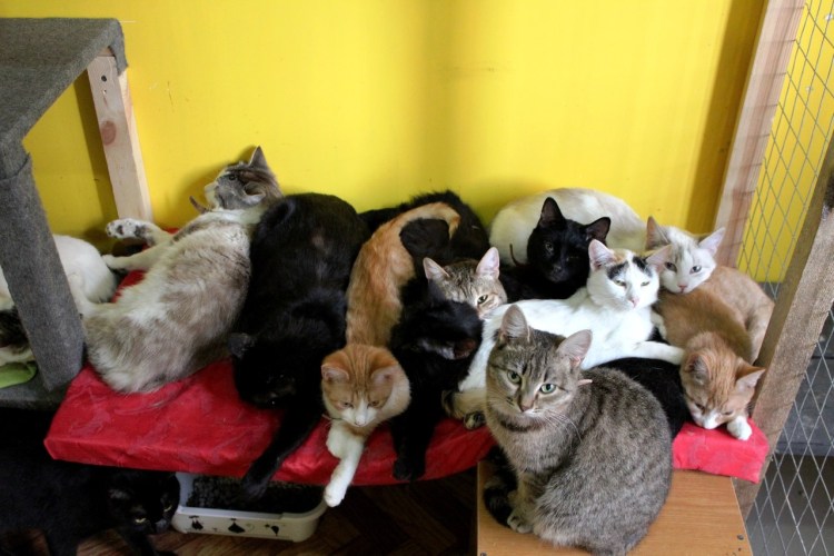 Куча кошек в квартире