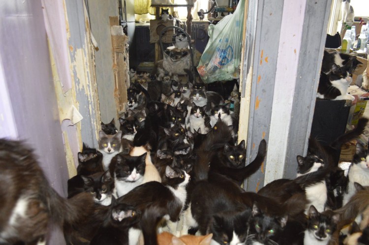 Много котов в квартире