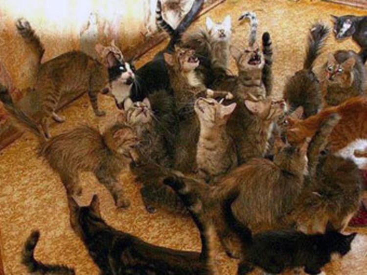 Домашние животные в доме