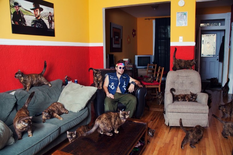 Много котов на кровати