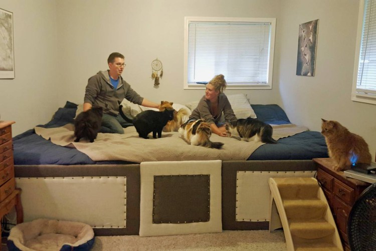 Женщина и много кошек