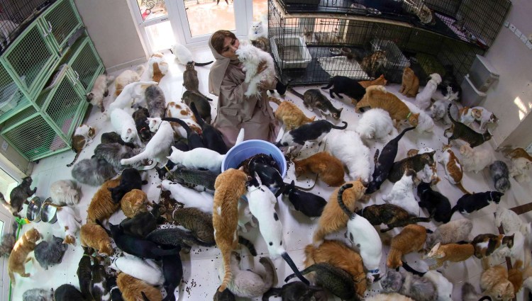 Много котов в квартире