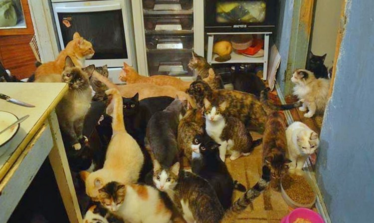 Куча кошек в квартире