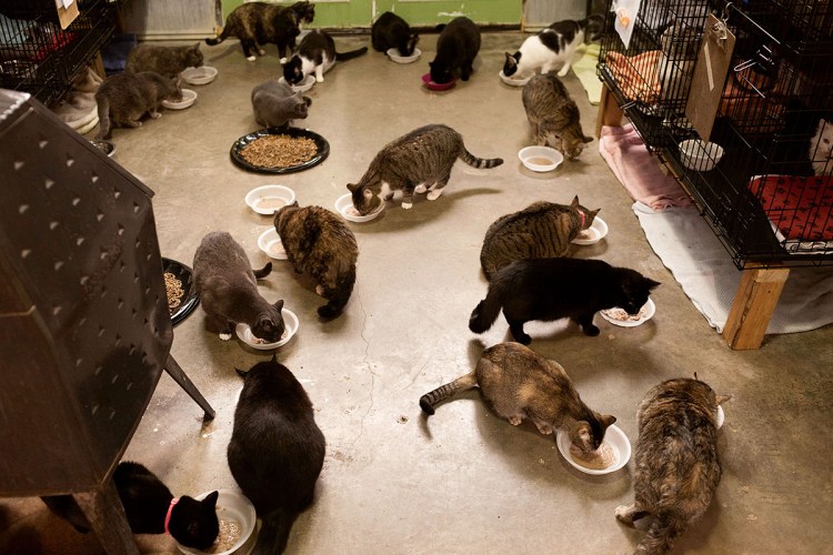 Несколько кошек в квартире