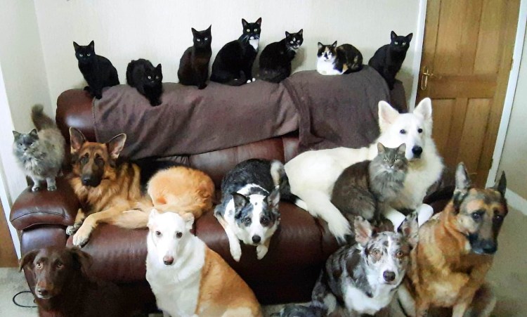 40 Кошек в квартире