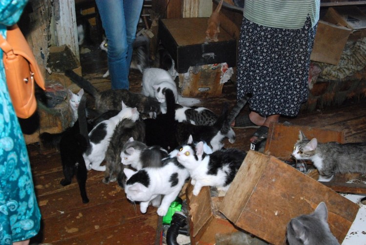 Интерьер приюта для животных