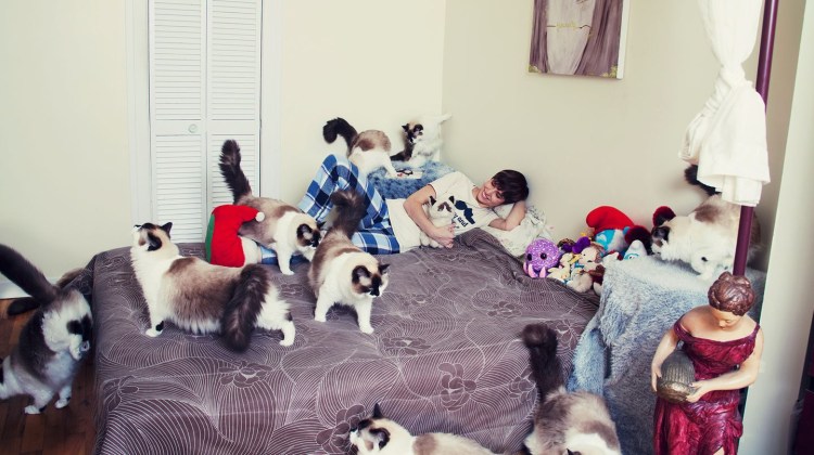 Много котов в квартире