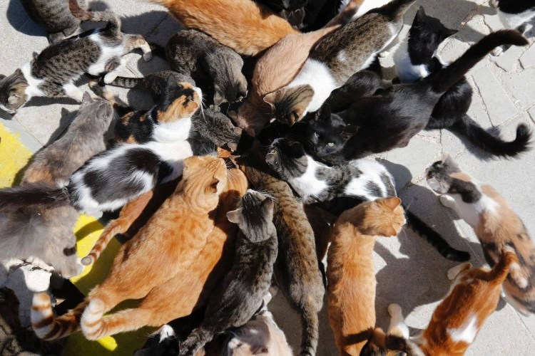 Приют для кошек Кэт Хаус в Калифорнии