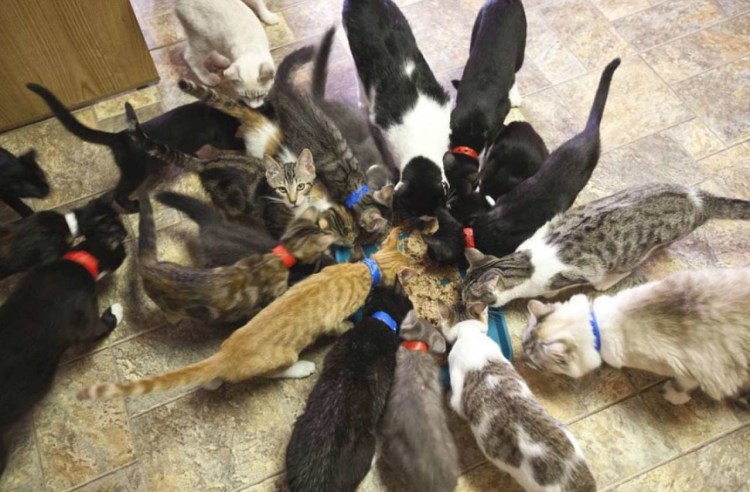 Приют для кошек Кэт Хаус в Калифорнии