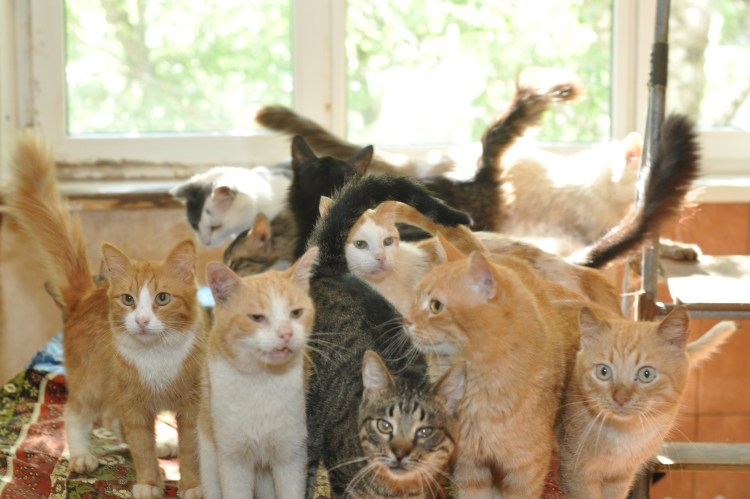 Много котов в доме