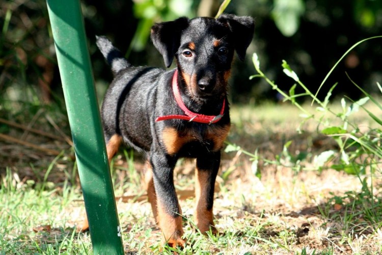 Ягдтерьер метис