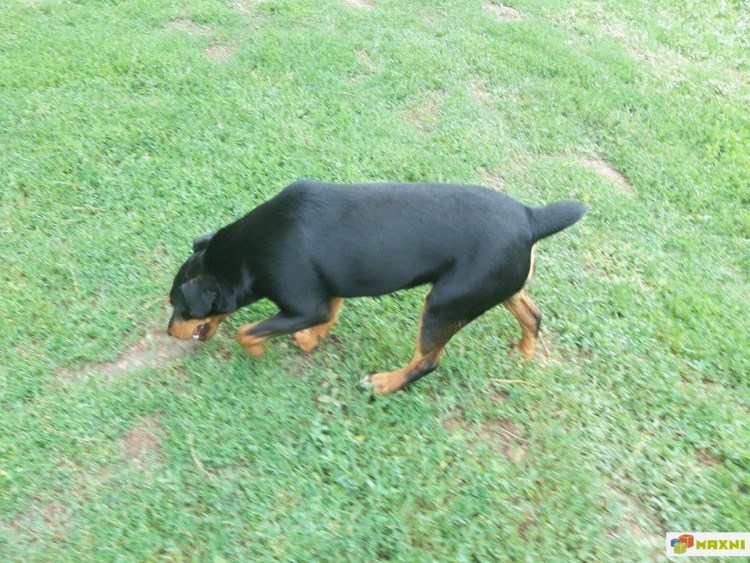 Ягдтерьер и такса