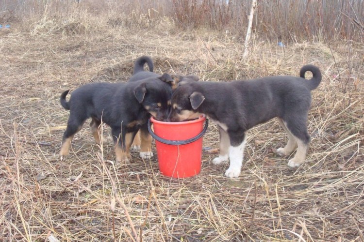 Норные охотничьи собаки Ягдтерьер