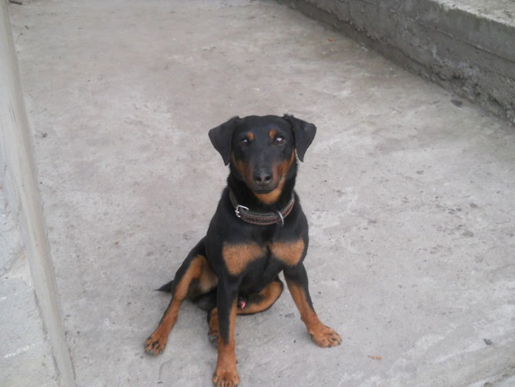 Ягдтерьер смесь с таксой