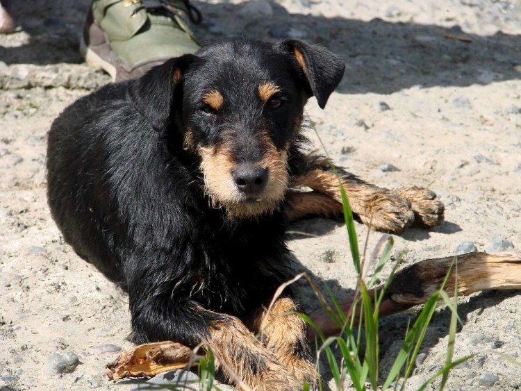 Ягдтерьер спаниель