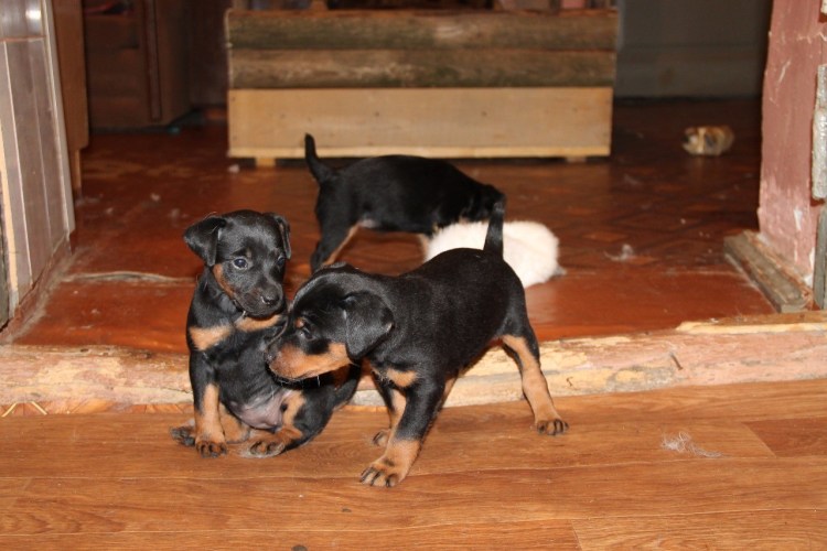 Пропал Ягдтерьер Московская область