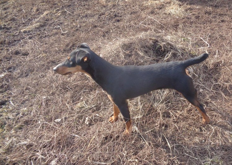 Ягдтерьер и Йоркширский терьер метис