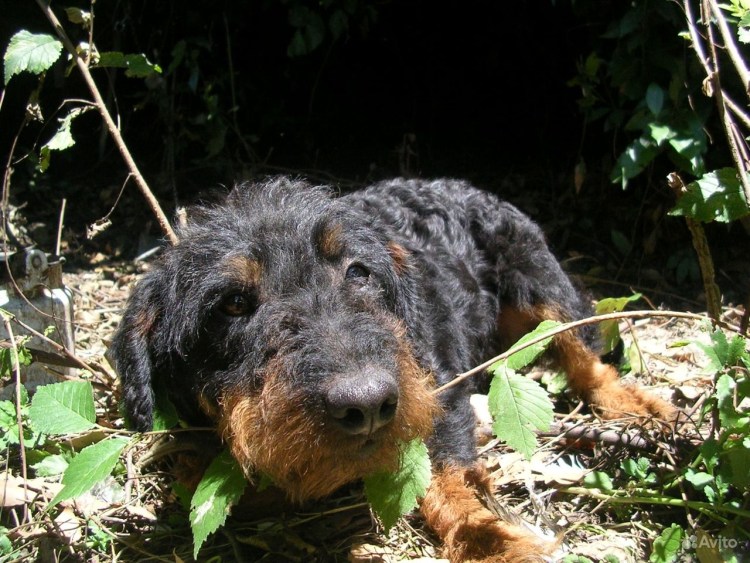 Такса пинчер