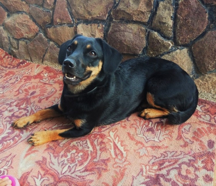 Щенки 2 месяца помесь таксы