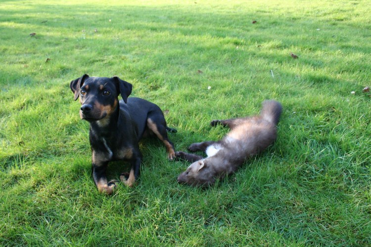 Ягдтерьер метис