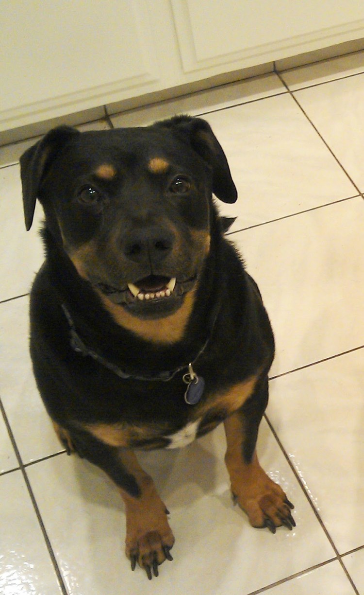 Ягдтерьер с дворнягой помесь