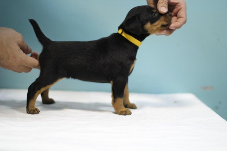 Метисы такса Ягдтерьер