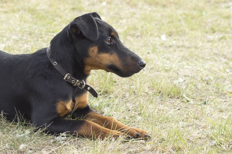 Джек Ягдтерьер