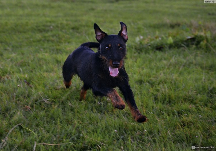 Ягдтерьер щенки