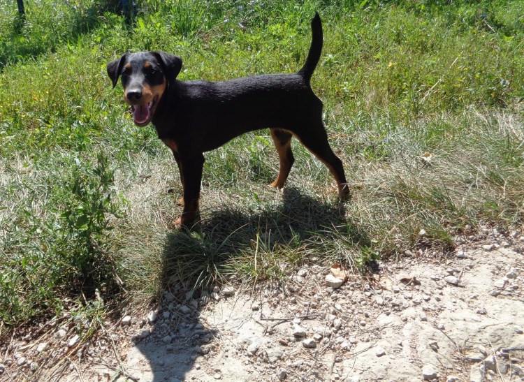 Метисы такса Ягдтерьер