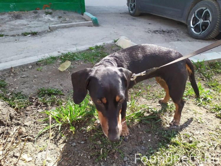 Ягдтерьер и такса