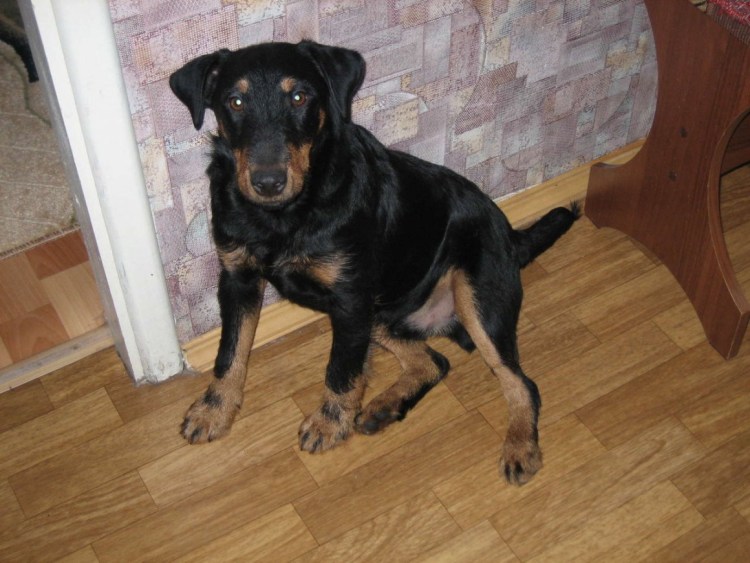 Метисы такса Ягдтерьер