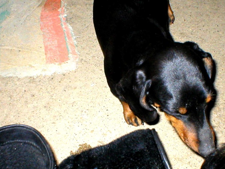 Ягдтерьер фото цена