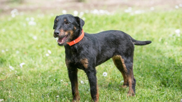 Лабрадор ротвейлер