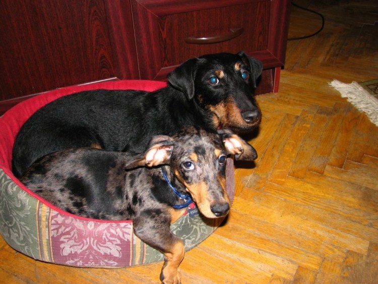 Ягдтерьер метис