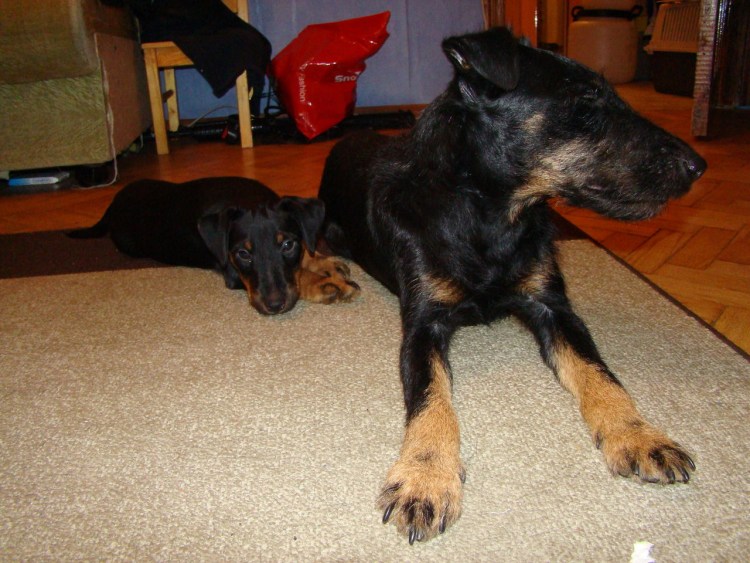 Ягдтерьер с дворняжкой