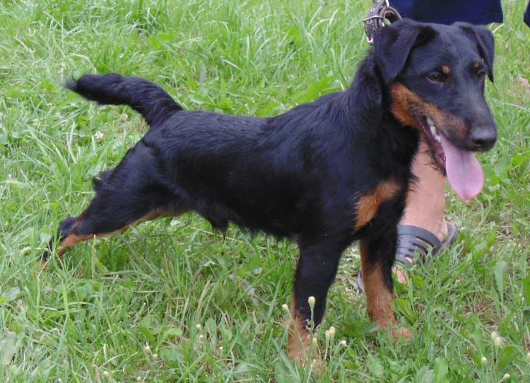 Джек Ягдтерьер