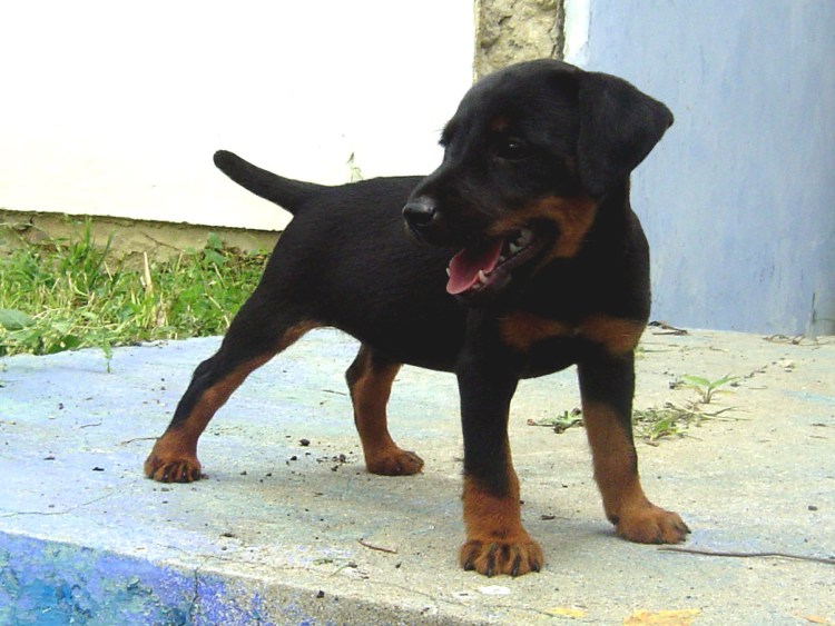 Ягдтерьер и такса помесь